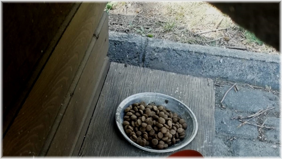 Sokak hayvanları için yemleme çalışması yapıldı