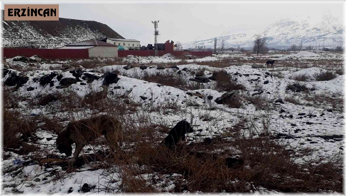 Sokak hayvanlarına yem bırakıldı