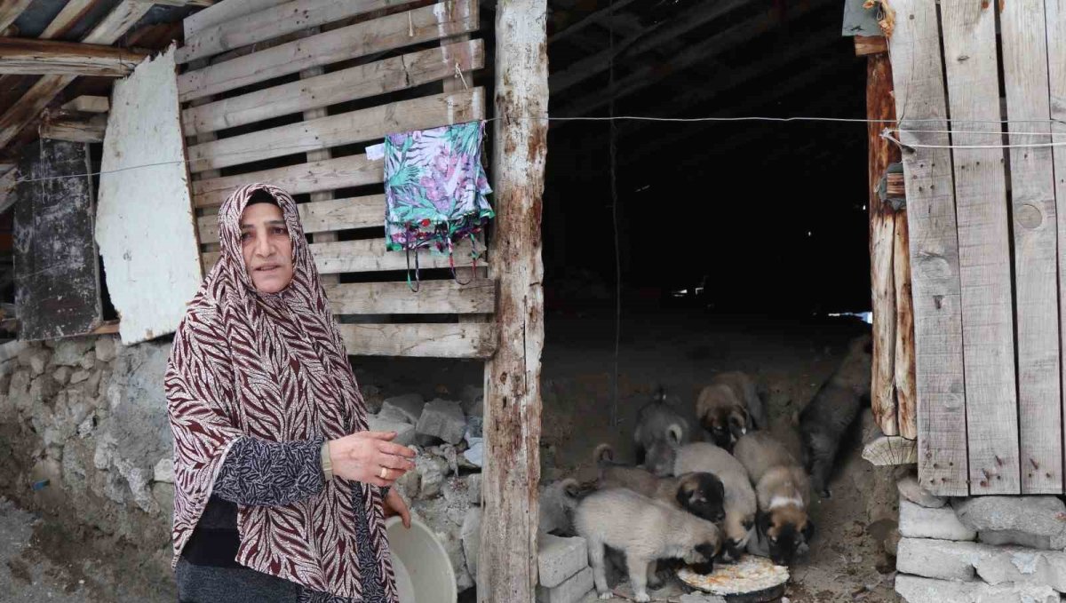Sokak köpeği 10 yavru doğurdu, sahip çıkan kadın çaresiz kaldı