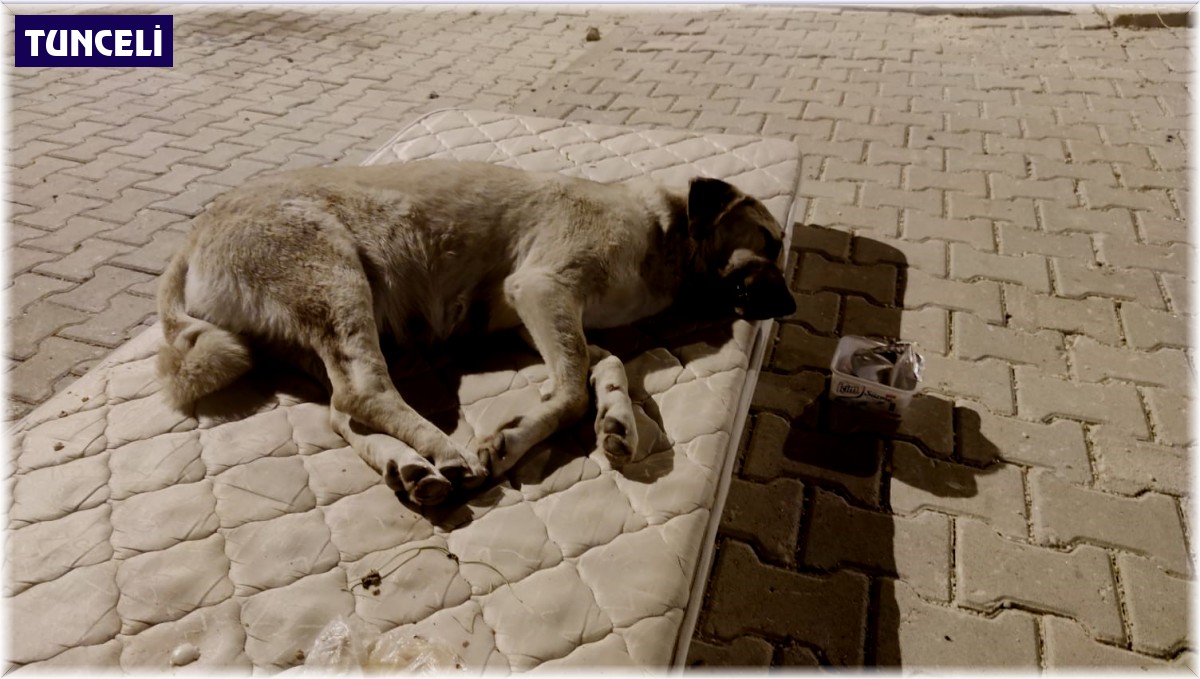 Sokak köpeği için yola yatak serdiler