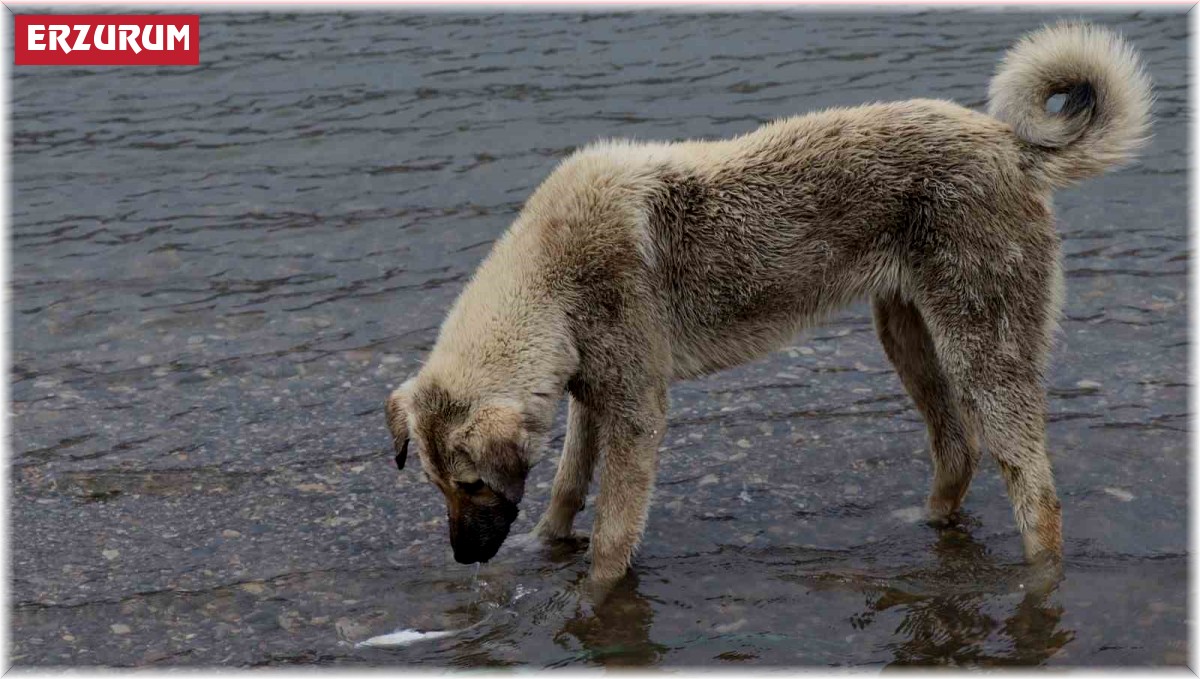 Sokak köpeği, ölen balığı yüzdürmeye çalıştı