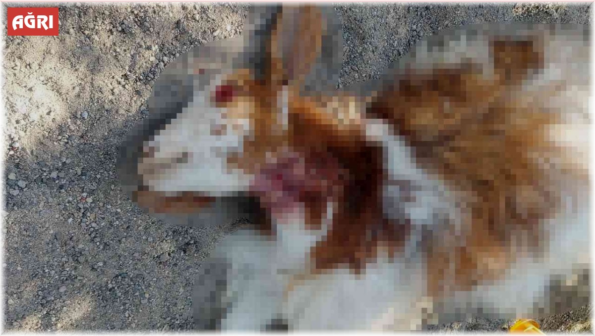 Sokak köpekleri gündüz vakti 3 keçiyi parçaladılar