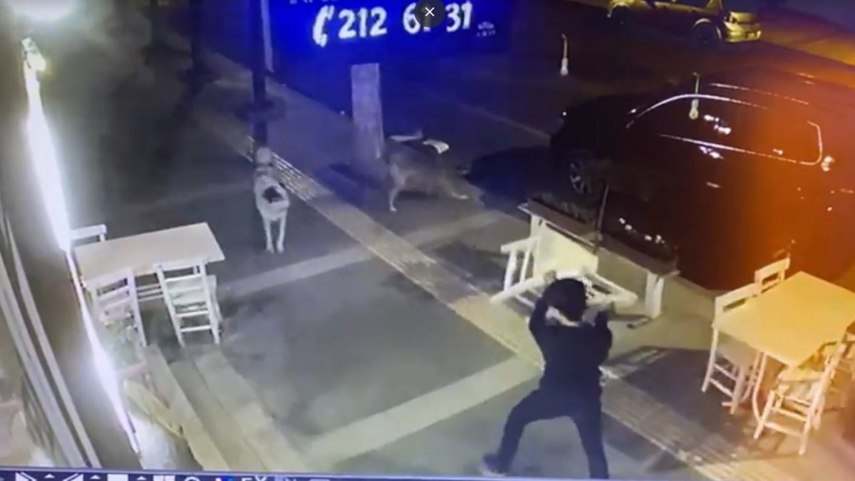 Sokak köpeklerinin gençlere saldırısı kamerada