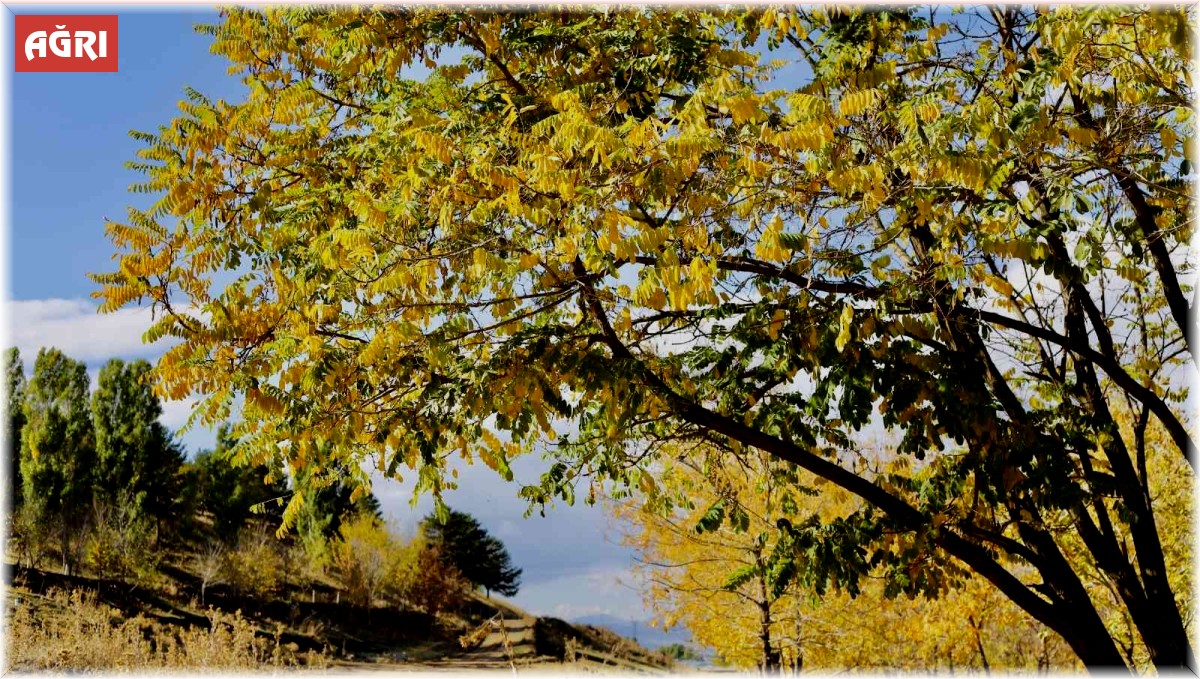 Sonbaharın sarı rengi büyüledi