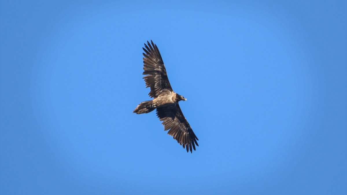 Soyu tehlikede olan sakallı akbaba Iğdır'da görüntülendi