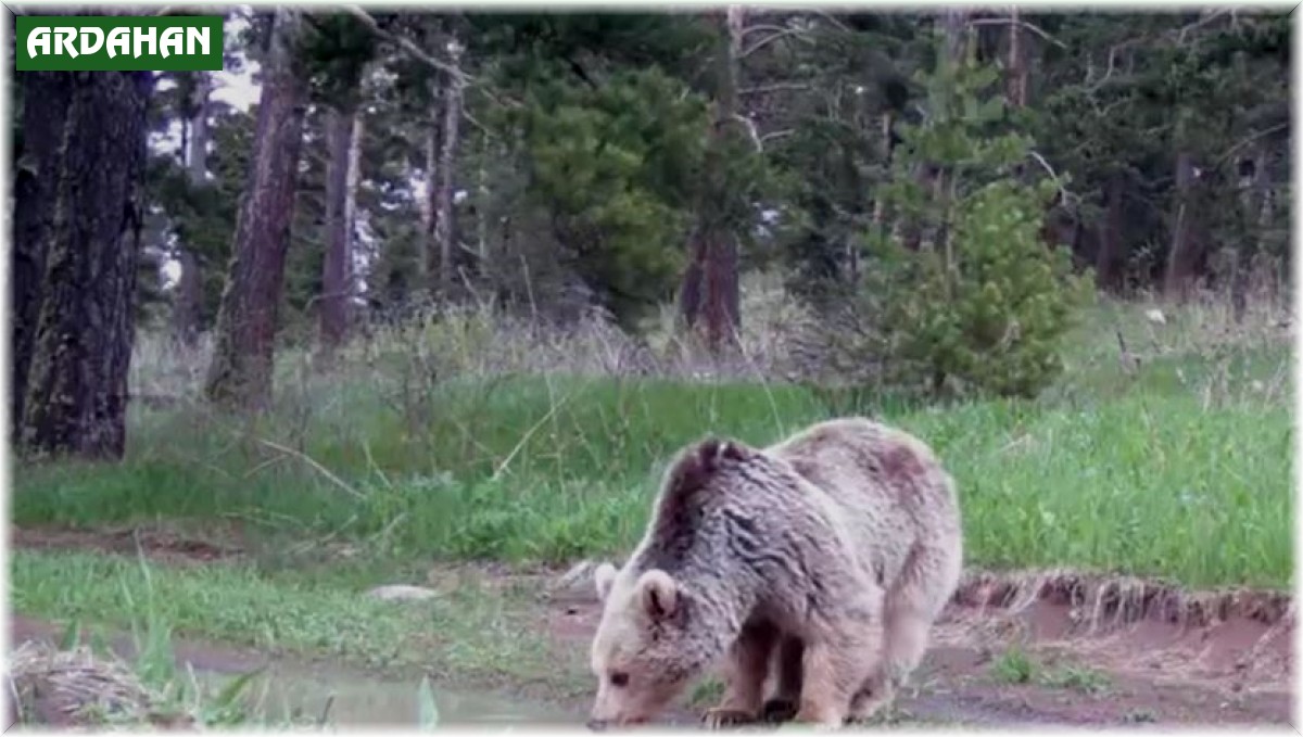 Su içen boz ayı fotokapanla görüntülendi