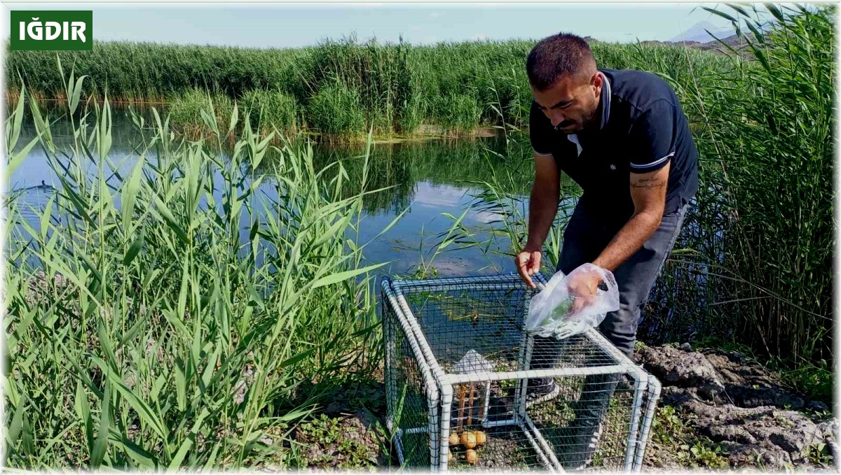 Su maymunların kontrol altına alınması için kapanlar kuruldu