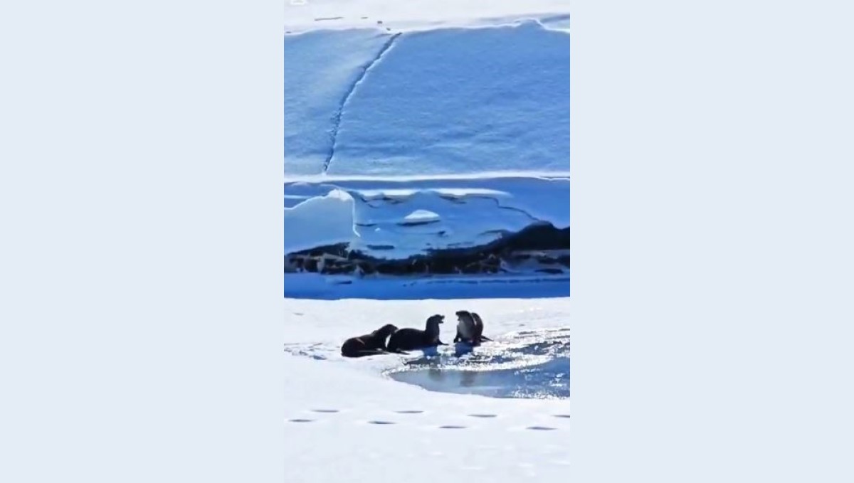 Su samuru ailesi Kura nehrinde görüntülendi