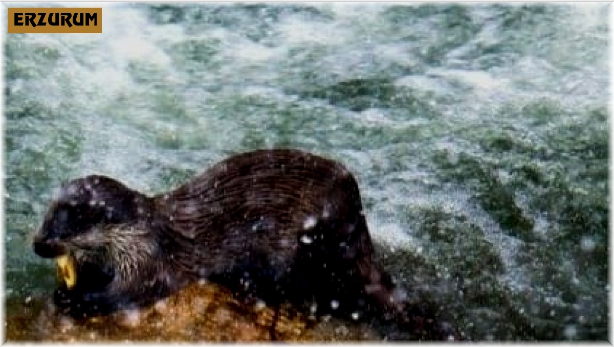 Su samuru ailesi yiyecek ararken objektiflere yakalandı