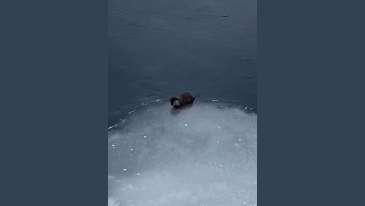 Su samuru avladığı balığı yerken görüntülendi