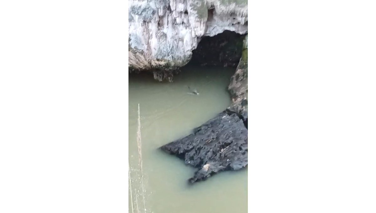 Su samuru balık avlarken görüntülendi