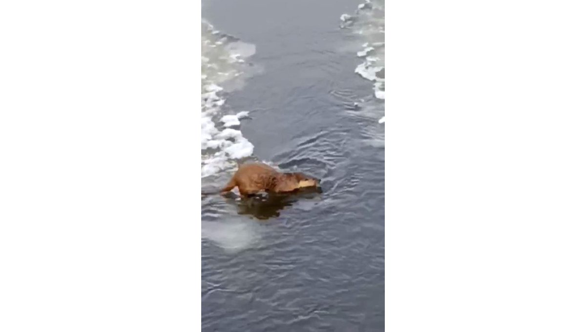 Su samuru, buz üstünde balık yerken görüntülendi