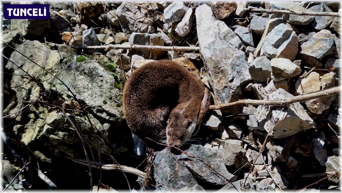 Su samurunun uyku keyfi