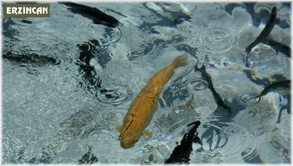 Su ürünleri üretimi 2022 yılında yüzde 6,2 arttı