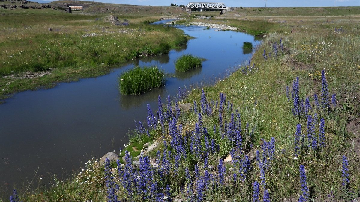 Sulak alanlarda ortaya çıkan Yusufçuk böceği Sarıkamış'ın doğasına renk kattı
