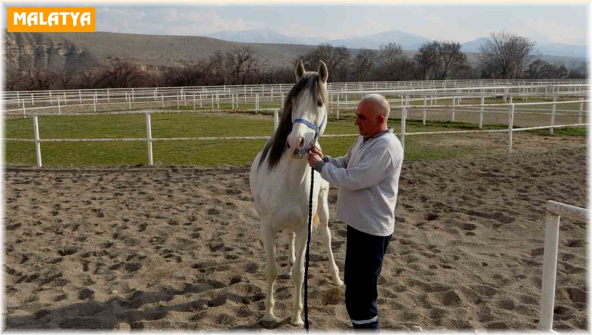 Sultansuyu'nda milyonluk taylar için modern tavlalar inşa ediliyor