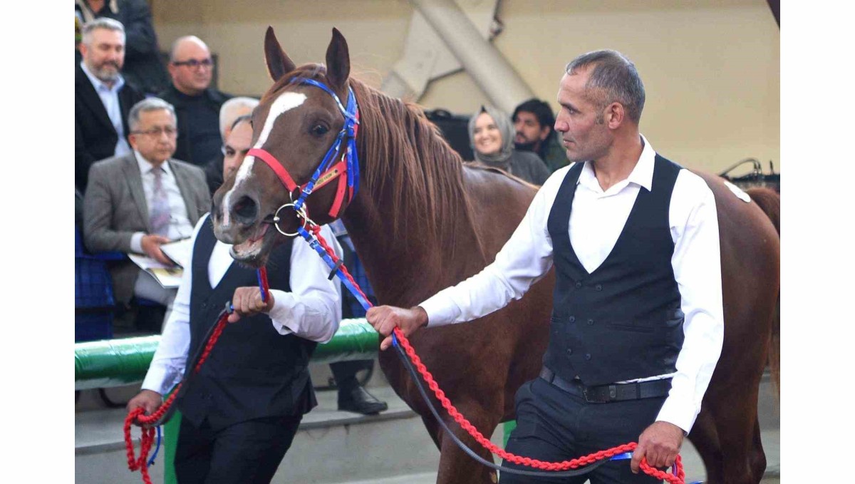 Sultansuyu'nun şampiyon tayları Veliefendi'de rekor fiyatlara satıldı