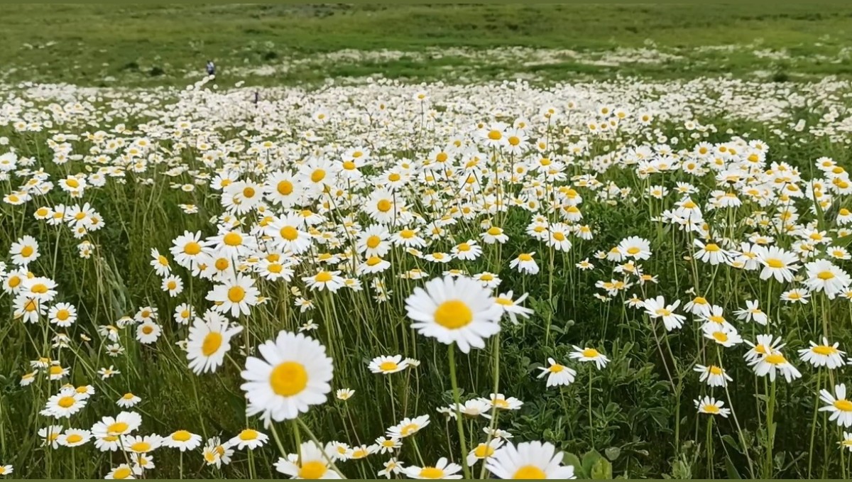 Süphan Dağı eteğindeki Sütey Yaylası'nda papatya tarlası hayranlık uyandırıyor