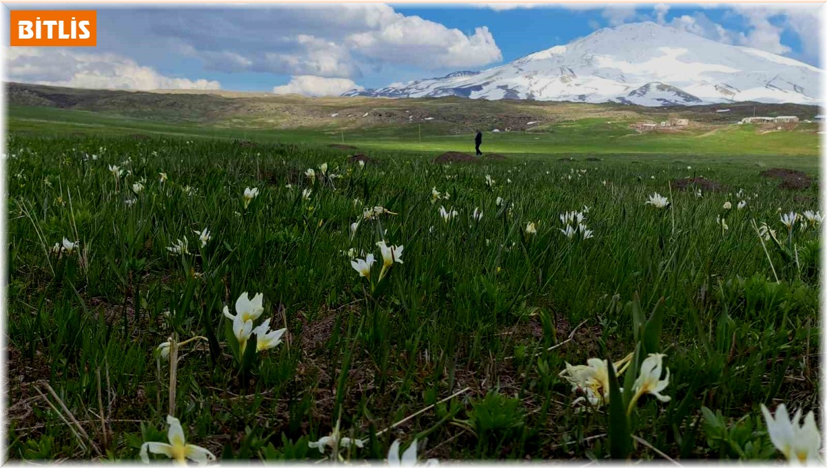 Süphan Dağı etekleri kardelenlerle süslendi