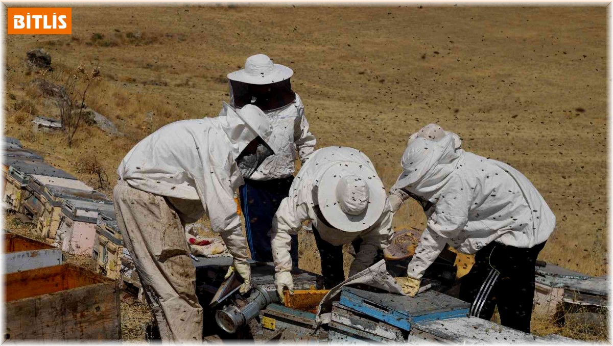 Süphan Dağı eteklerinde bal sağımı