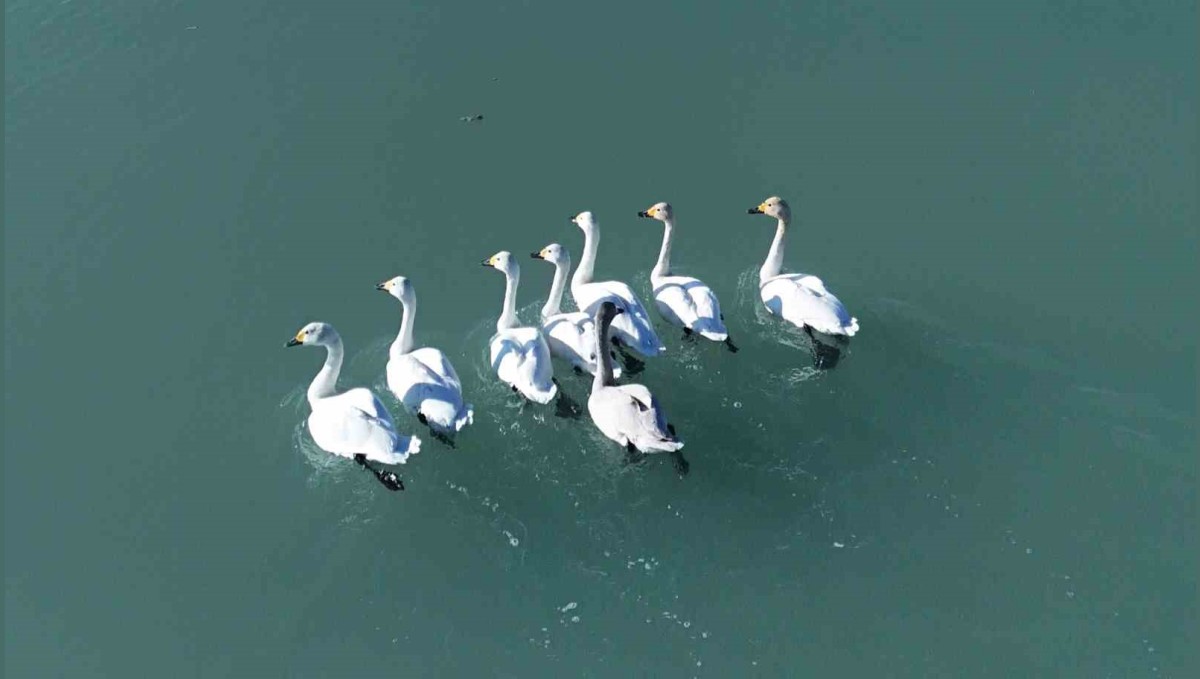 Süphan Dağı manzarasında kuğu dansı