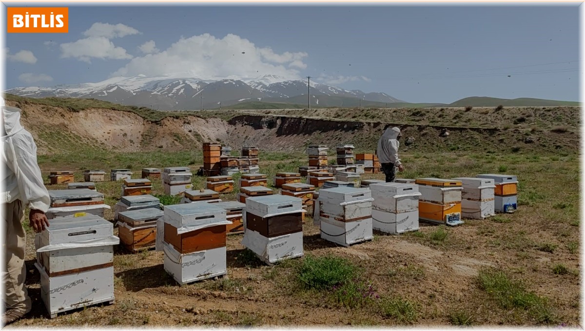 Süphan Dağı'nın eteklerinde üretim yapan arıcılar bu yıl yüksek rekolte bekliyor