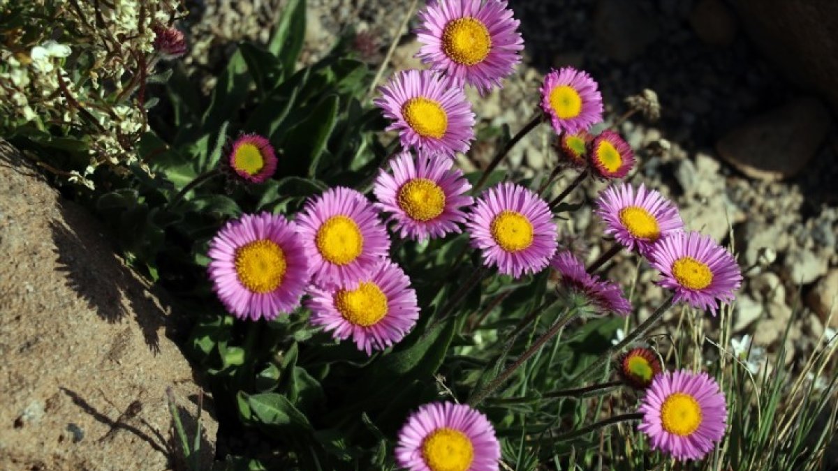 Süphan Dağı'nın yüksek kesimlerinde rengarenk çiçekler açtı