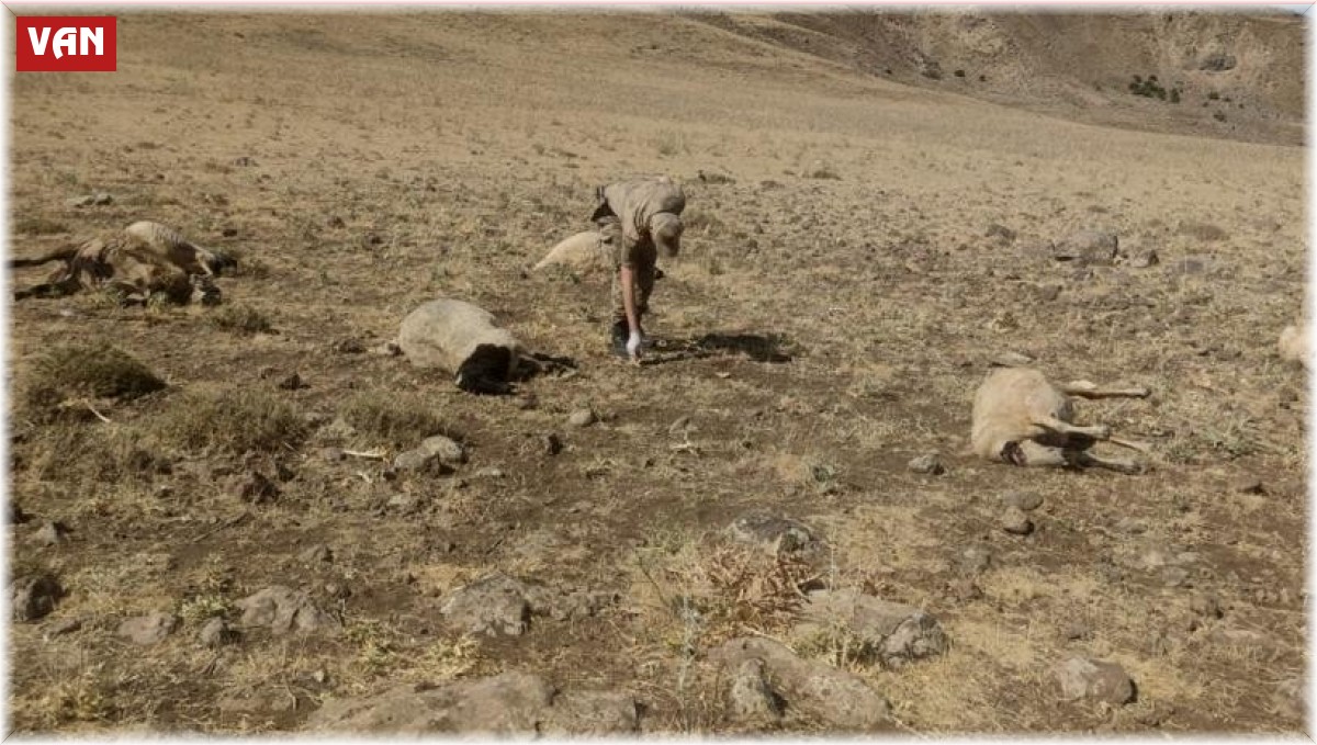 Şüpheli şahısların otomatik tüfeklerle etrafa rastgele ateş açmaları sonu 20 koyun telef olurken, 20 koyun da yaralandı