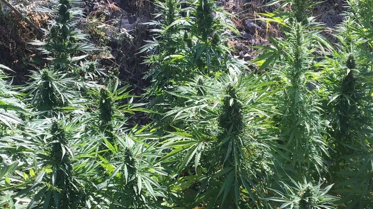 Şüpheli şahsın evinden bin 850 kök hint keneviri çıktı