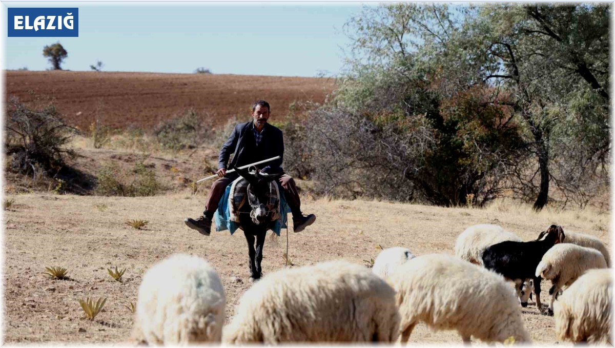Sürü sahipleri aylık 70 bin artı 30 GB internete çalıştıracak çoban bulamıyor