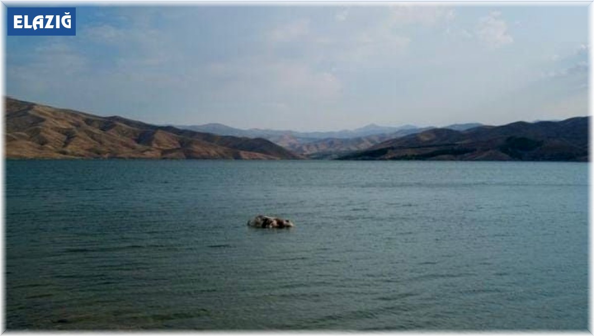 Sürüden ayrılan inek suda telef oldu