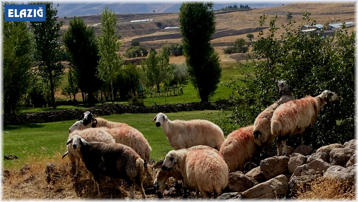 Sürüden ayrılan koyunlar vatandaş ve jandarma iş birliği ile bulundu