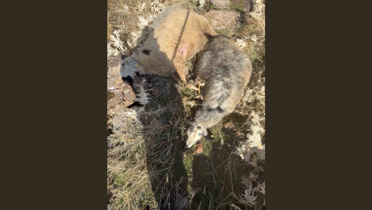 Sürüden ayrılan koyunları kurt kaptı: 28 koyun telef oldu