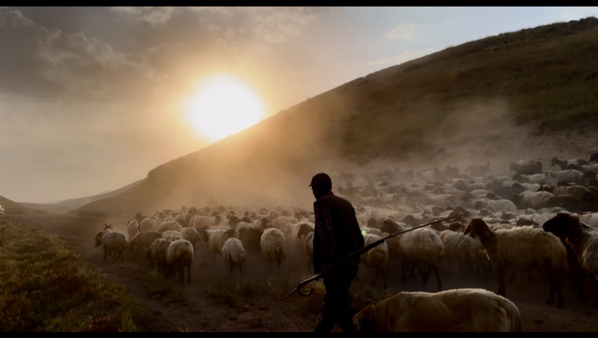 Sürülerin geleneksel tozlu yolculuğu başladı
