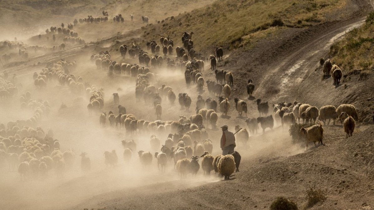 Sürülerin kavurucu sıcakta tozlu yolculuğu devam ediyor