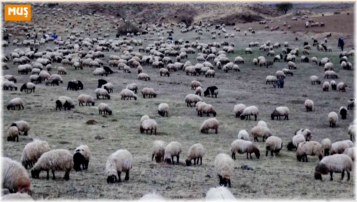 Sürülerin kışlaklara zorlu yolculuğu