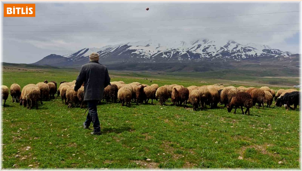 Sürülerin Süphan Dağı'na yolculuğu başladı