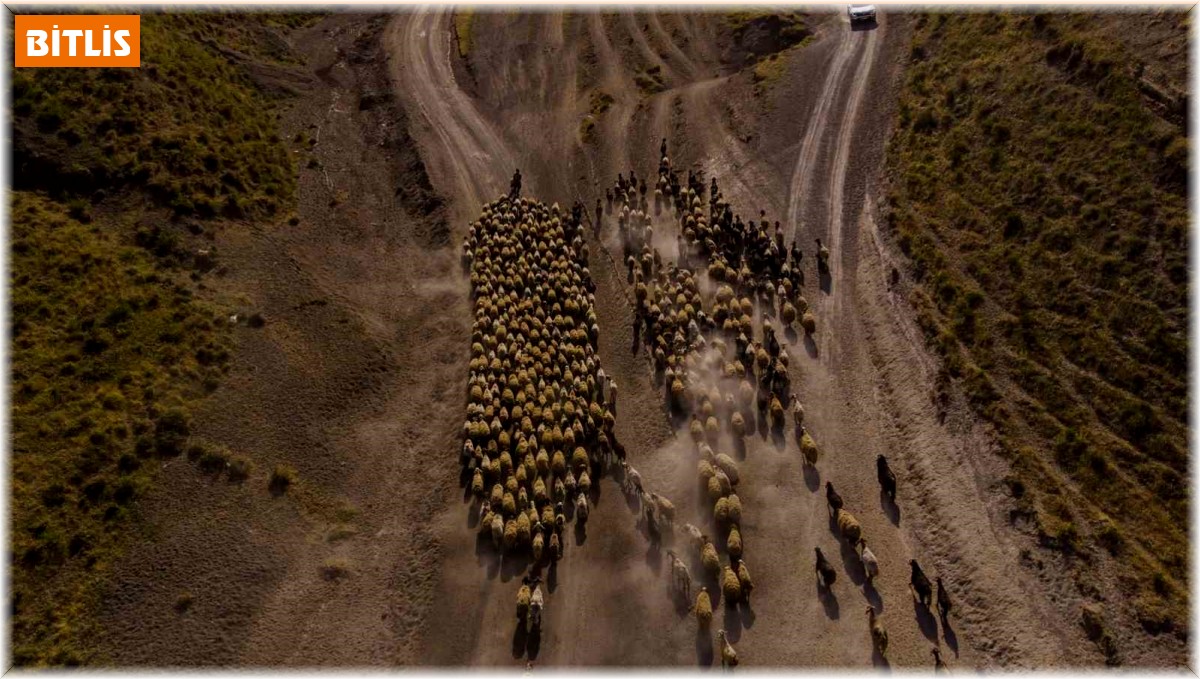 Sürülerin tozlu göç yolculuğu başladı