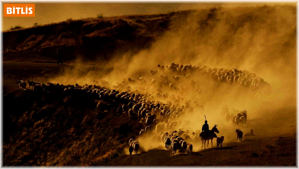 Sürülerin tozlu ve zorlu yolculuğu