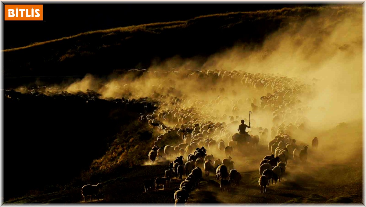 Sürülerin tozlu ve zorlu yolculuğu başladı