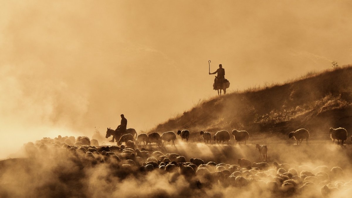 Sürülerin tozlu yolculuğu havadan görüntülendi
