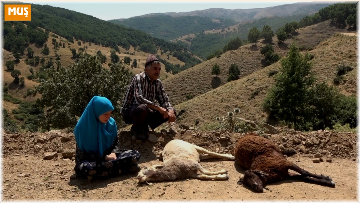 Sürüye saldıran kurtlar 35 koyunu telef etti, 45'ini yaraladı