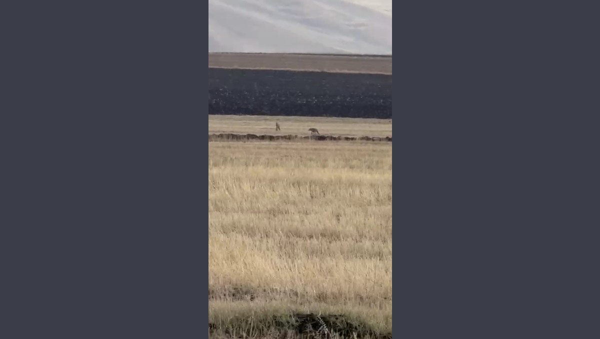 Susuz'da kurt sürüsü görüntülendi