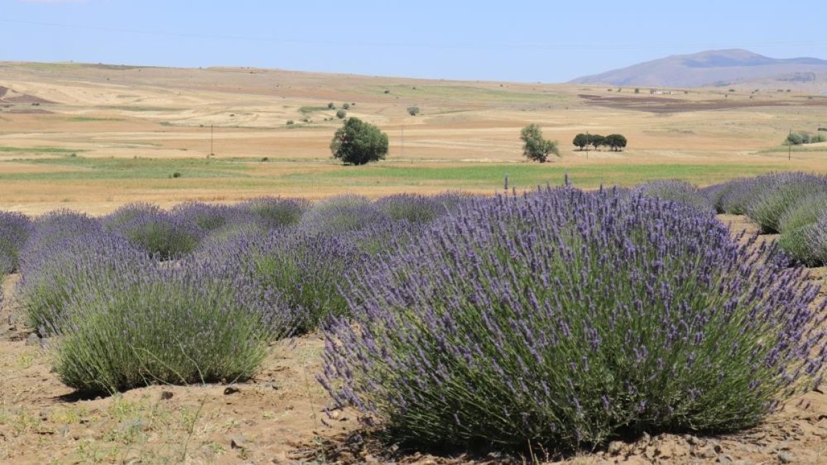 Susuz topraklarda lavanta verimi