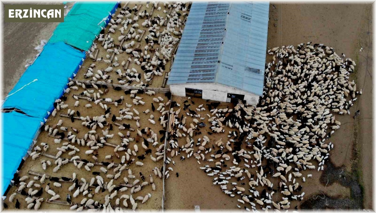 Süt kuzuları günde 2 defa anneleriyle buluşturuluyor