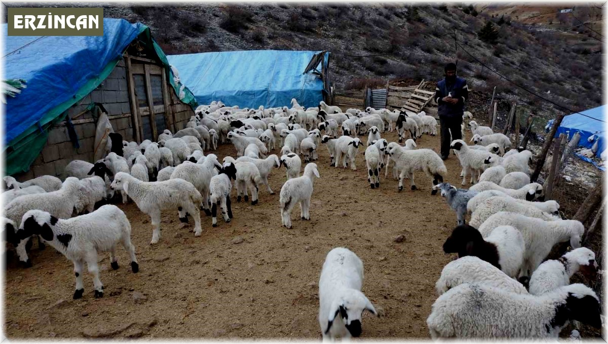 Süt kuzuları günde 2 defa anneleriyle buluşturuluyor