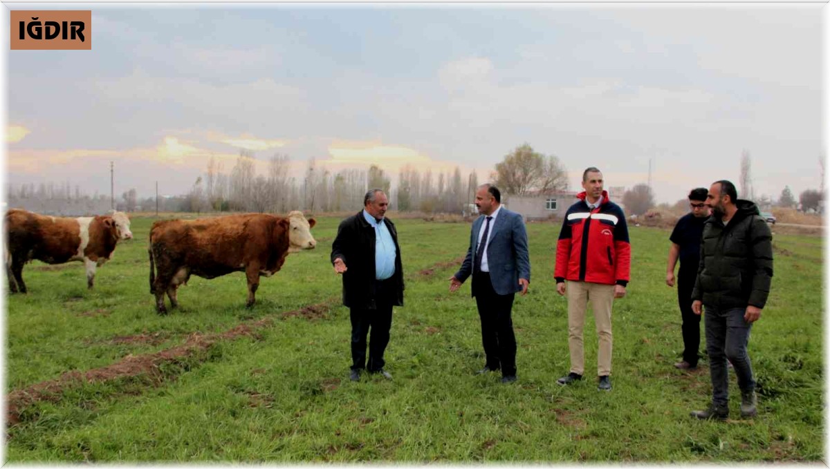 Süt otu ekim alanında inceleme