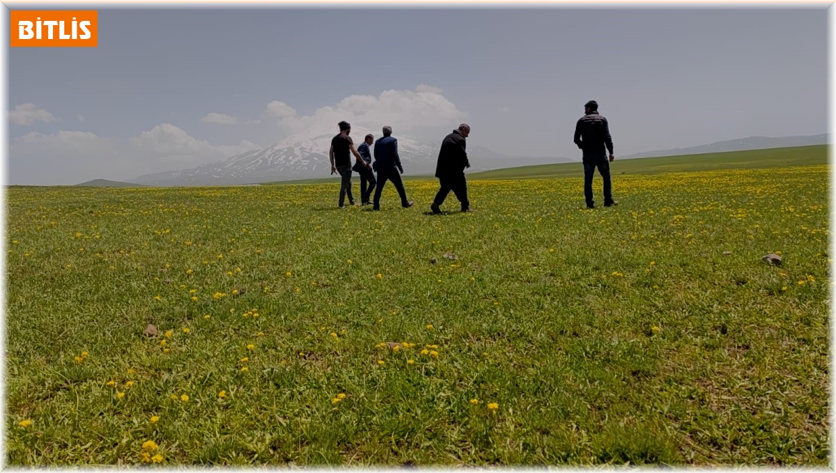 Sütey Yaylası sarıya boyandı