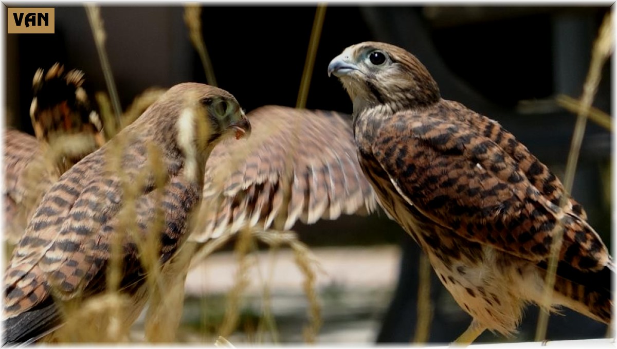 Tabiatta hastalanıyorlar, tedavi edilip doğaya kazandırılıyor