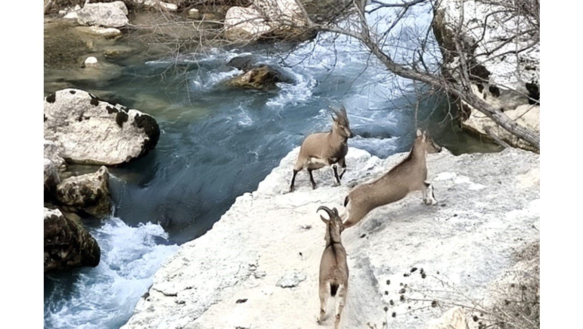 Tağar Çayı kıyısına neşe katan dağ keçileri, vatandaşlarla iç içe görüntüler sunuyor